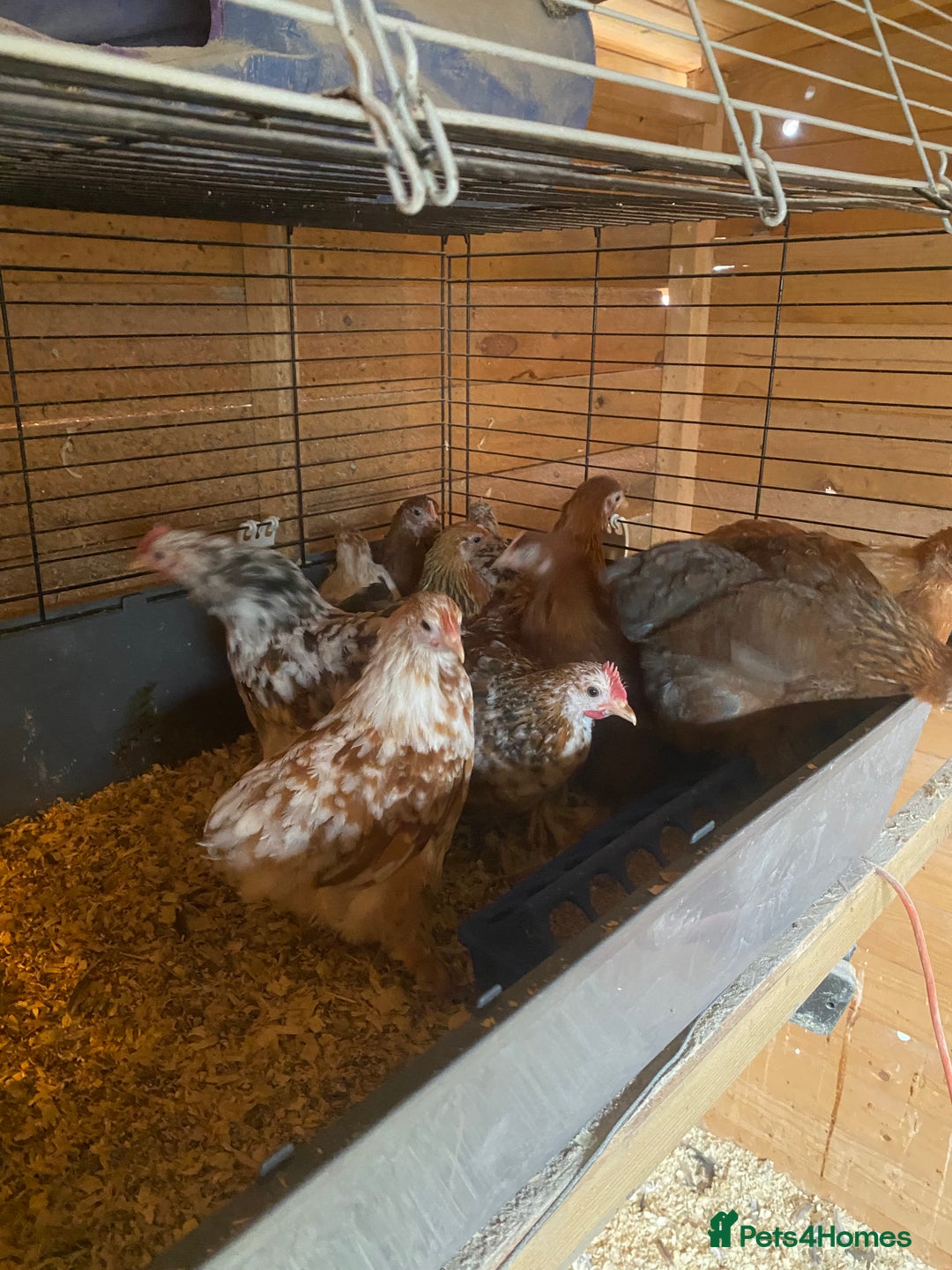 Chickens poultry for sale: Pekin, Cream Legbar & Goldlines in Wakefield - Image 6