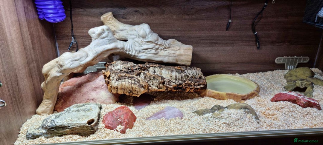 Python Snake reptiles for sale: Albino Enchi Royal Python (aka Ball Python) - Image 3