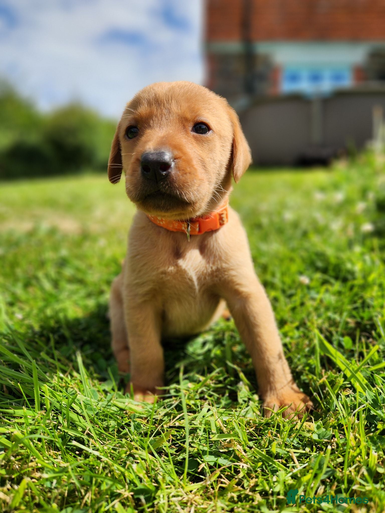 Labrador Retriever dogs Quality KC Fox Red Labradors  - Advert 3