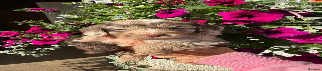 Cockapoo Puppy 5