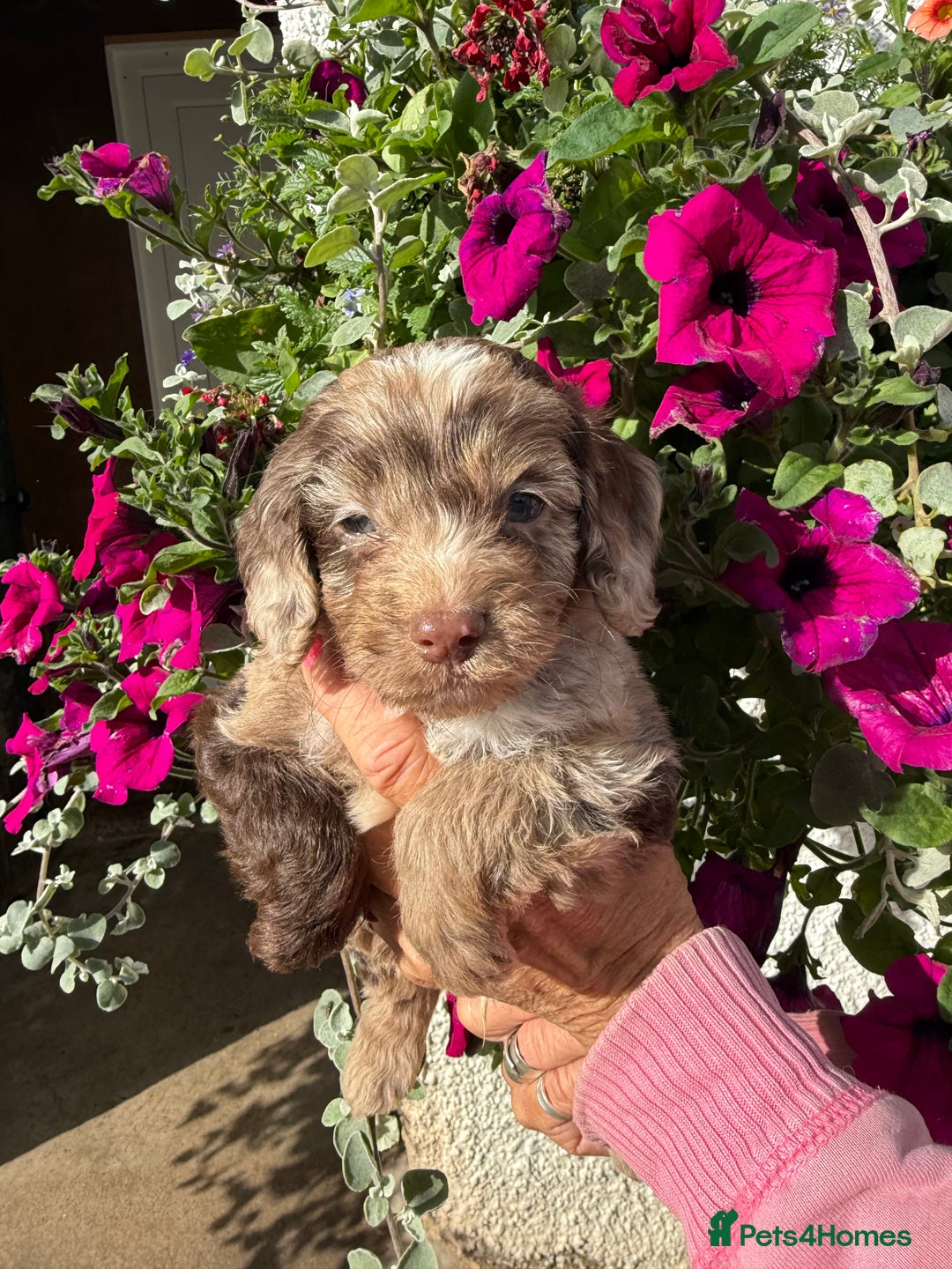Cockapoo dogs for sale: Ready now Cracking F1 Cockapoos - Image 20