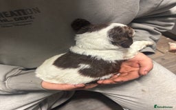 Mixed Breed dogs for sale: Spaniel puppies - Advert 12