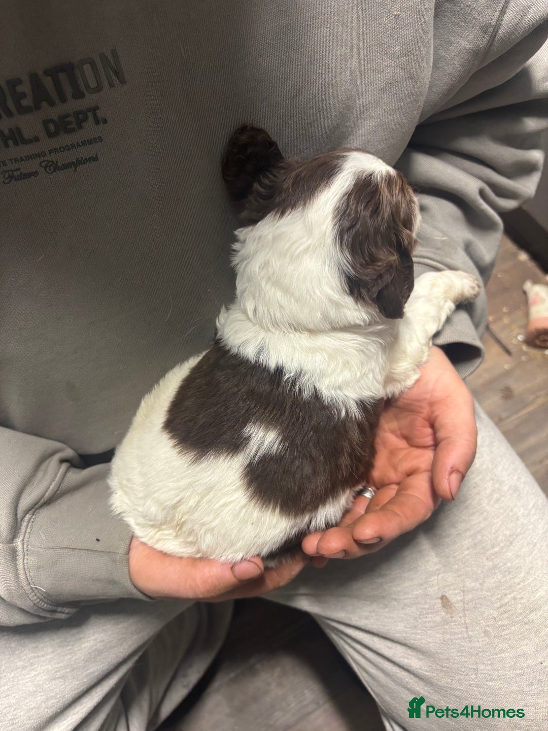 Mixed Breed dogs for sale: Spaniel puppies - Advert 12