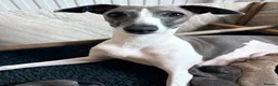 Mixed Breed dogs for sale: 7/8 Italian Greyhound, 1/8 Whippet Puppies Due - Advert 5