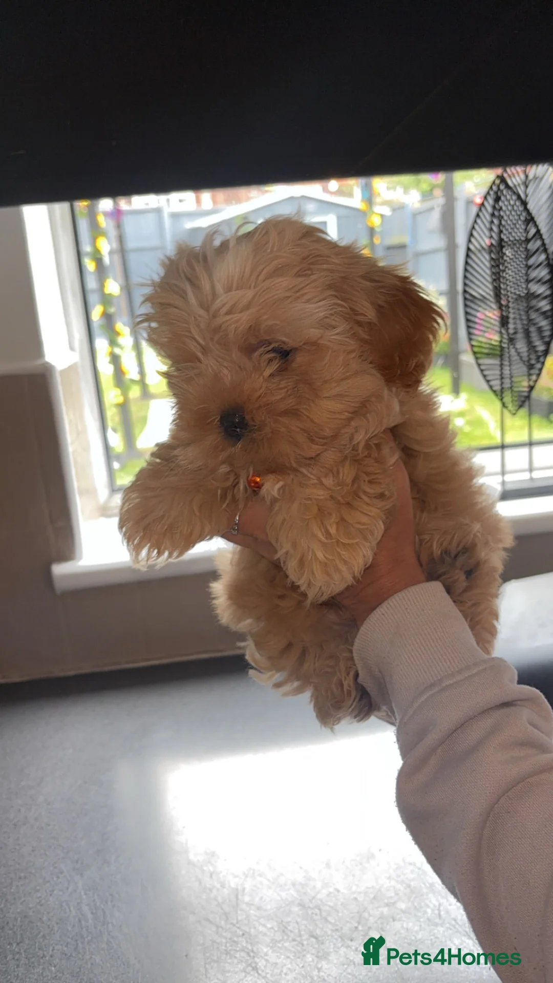 Shorkie dogs for sale: Male shorkie  - Advert 3