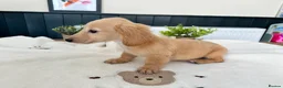 Miniature Dachshund dogs for sale: (3left, ready) Long haired miniature Dachshund  - Advert 8