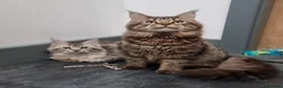 Maine Coon cats for sale: GCCF registered Pedigree Maine Coon Kittens - Advert 14