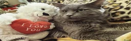 Maine Coon cats for sale: Thunder  - Advert 4