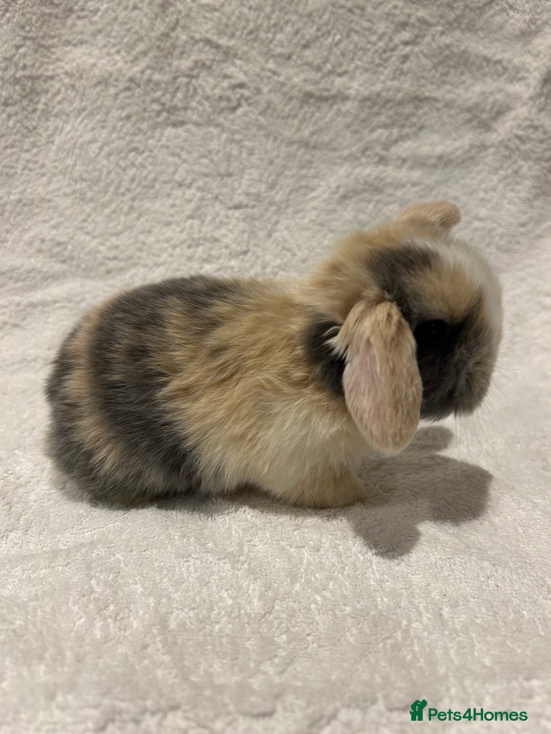 Mini Lop rabbits for sale: Pure Bred Mini Lop Baby Rabbits - Advert 2