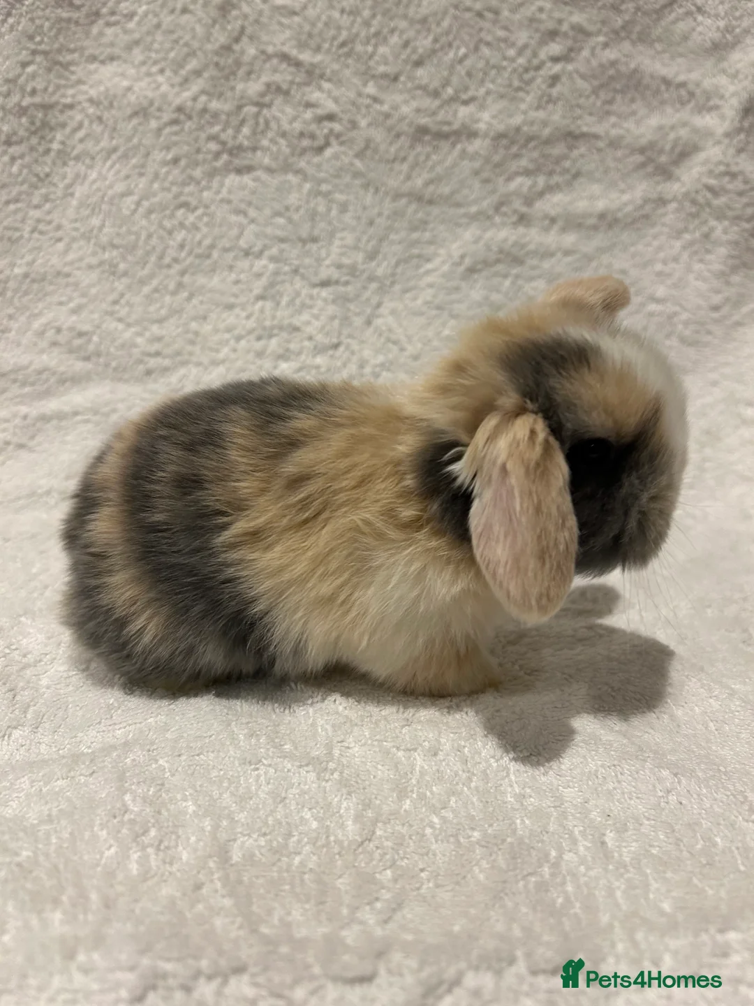 Mini Lop rabbits for sale: Pure Bred Mini Lop Baby Rabbits - Advert 2