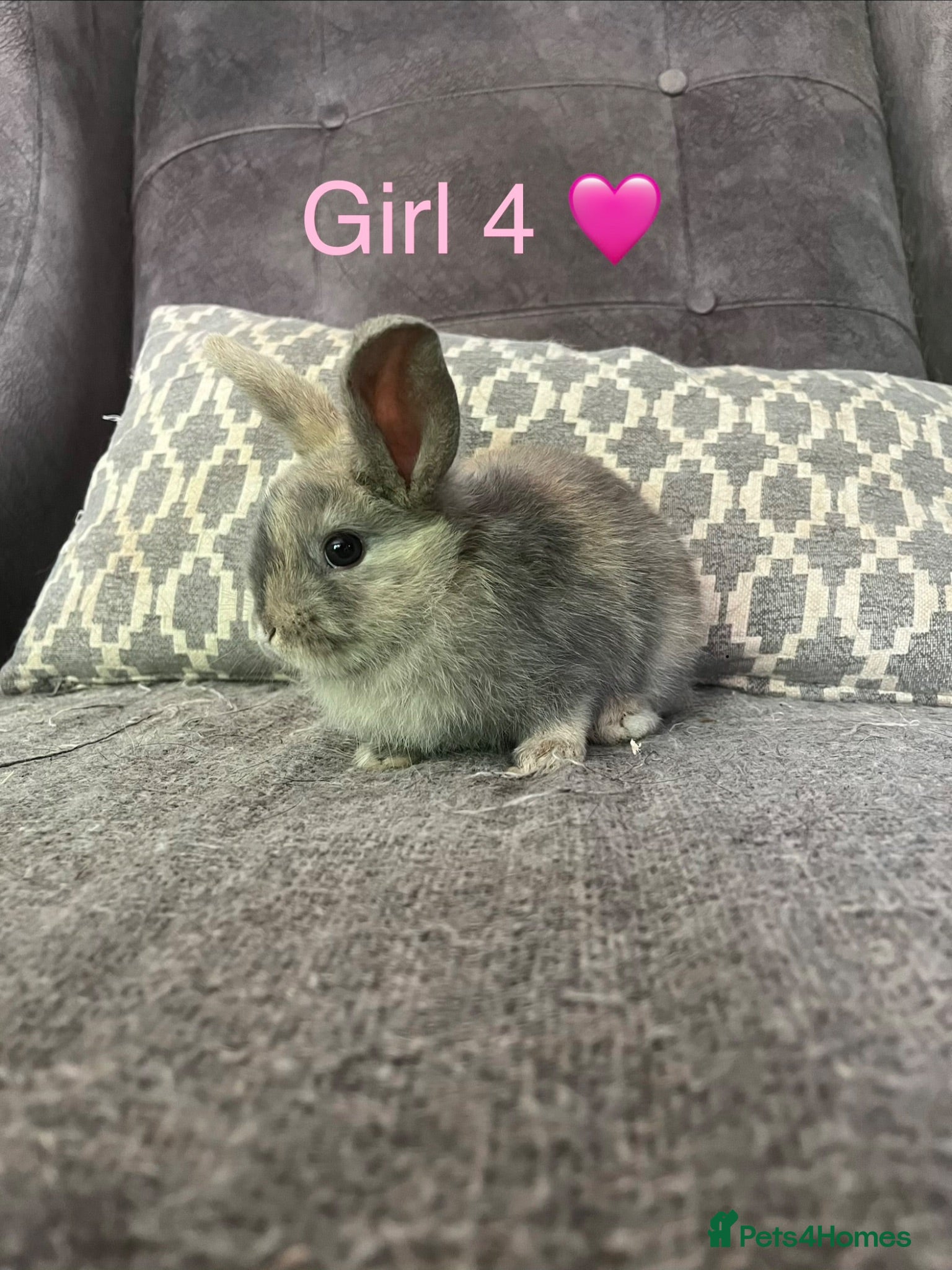 Mini Lop rabbits Mini lop bunnies for sale - Advert 14