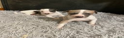 Whippet dogs for sale: Top quality whippet girl pups  - Advert 12