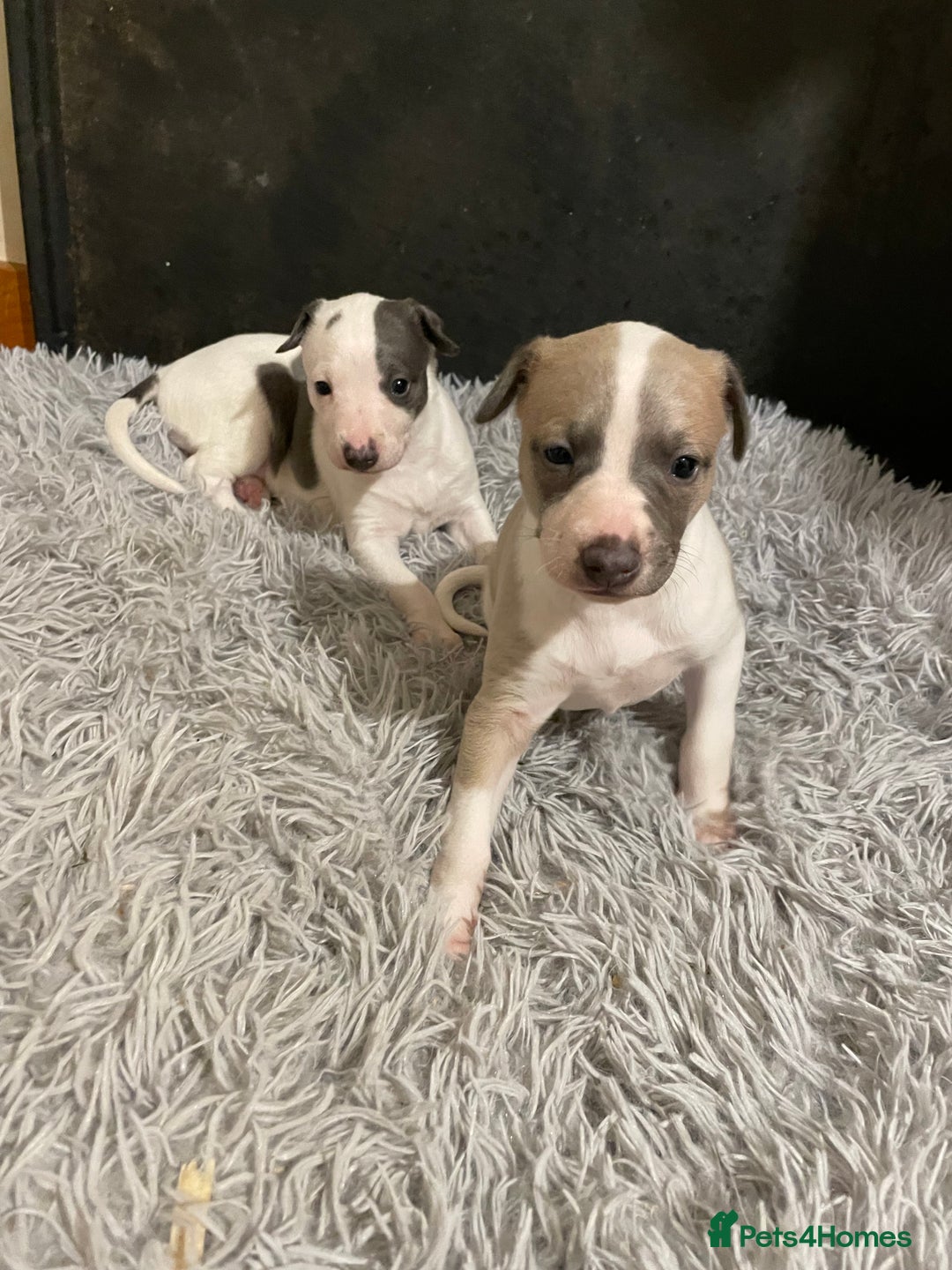 Whippet dogs for sale: Top quality whippet girl pups  - Advert 12