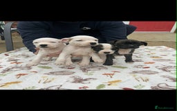 Staffordshire Bull Terrier dogs for sale: Beautiful staff pups for sale - Image 2