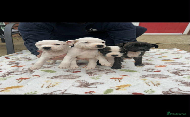 Staffordshire Bull Terrier dogs - Advert 1