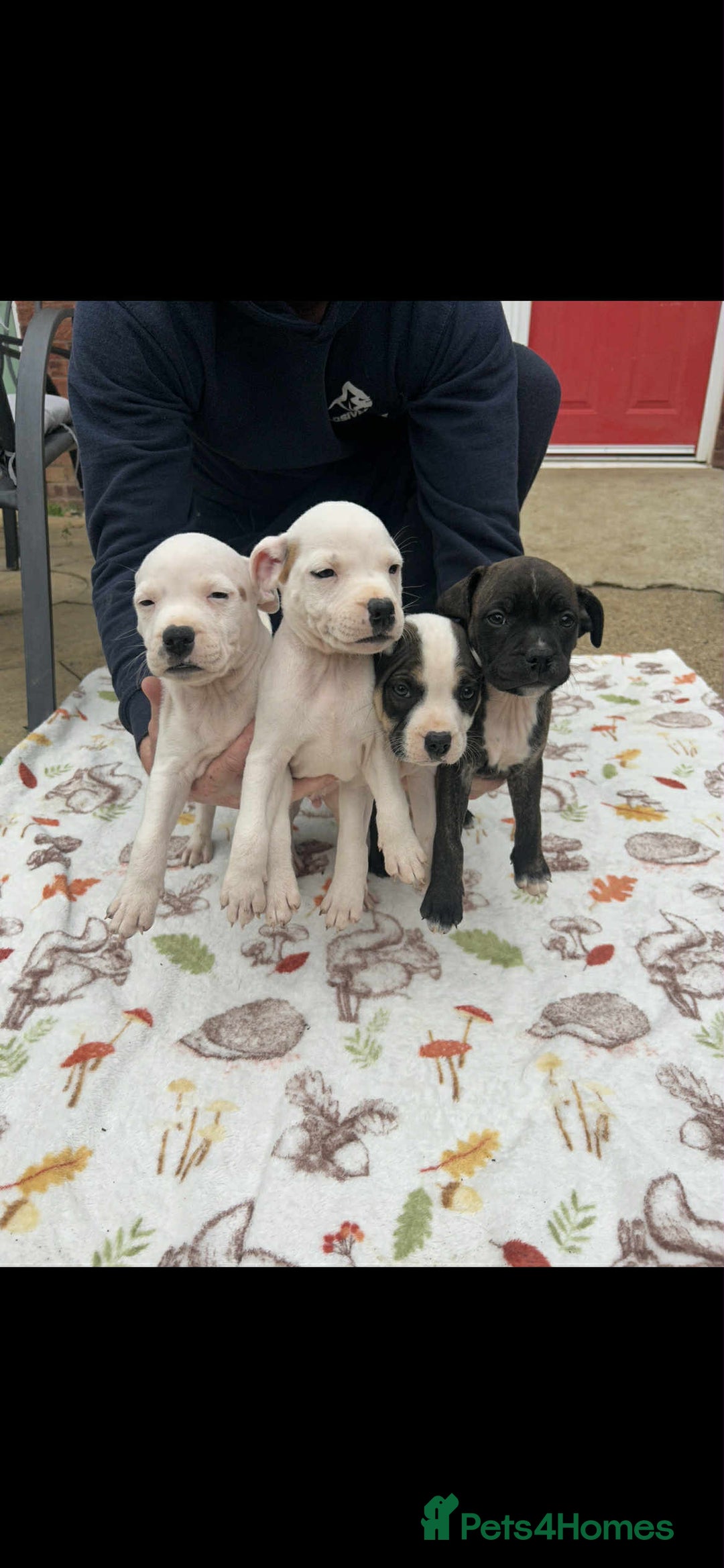 Staffordshire Bull Terrier dogs for sale: Beautiful staff pups for sale - Image 2