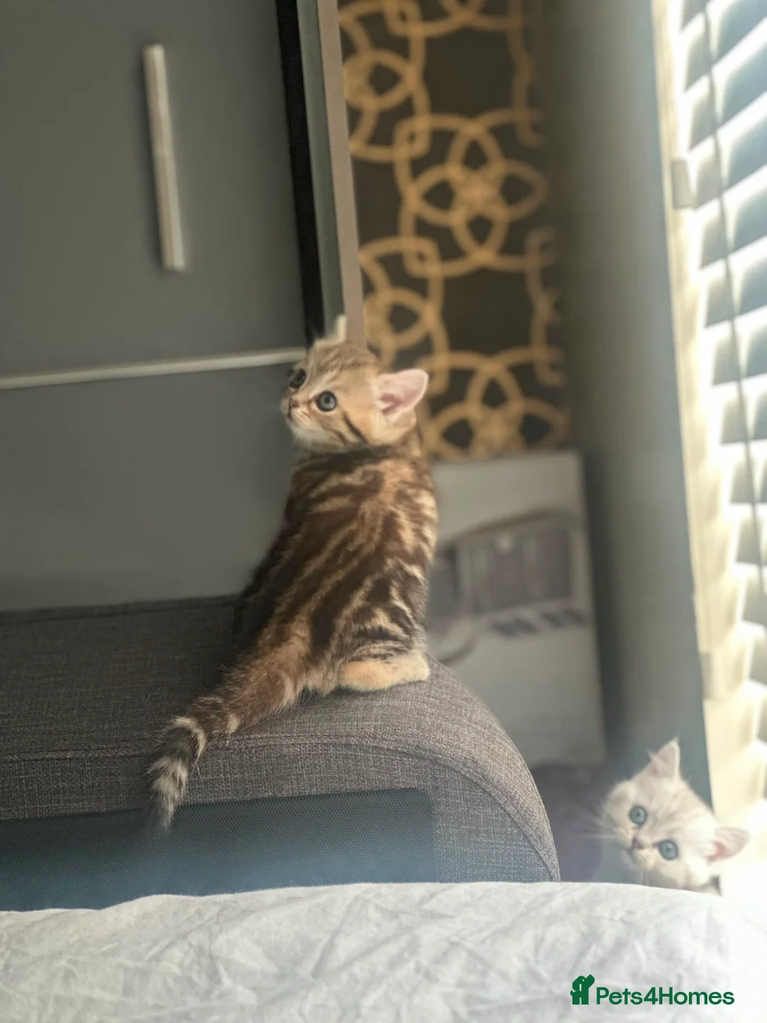 British Shorthair cats for sale: British shorthair and persian kitty - Advert 2