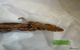 Gecko reptiles for sale: Baby crested geckos  - Image 19