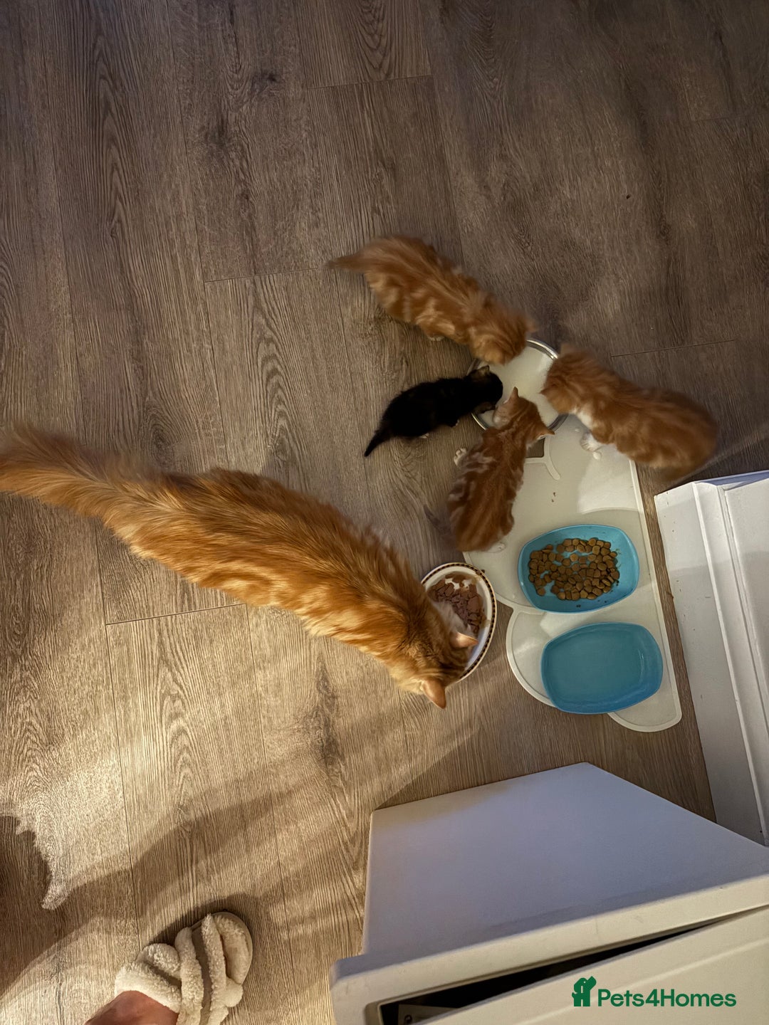 Mixed Breed cats for sale: Now Reserved Beautiful Ginger Male Kitten 4 weeks - Advert 19