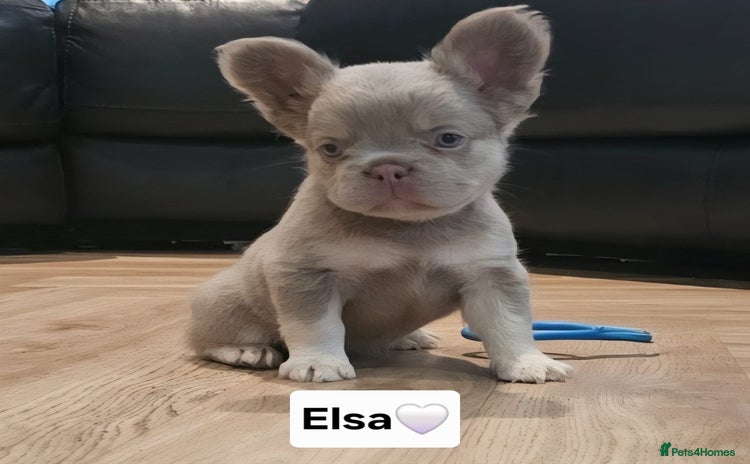 French Bulldog dogs - Advert 1