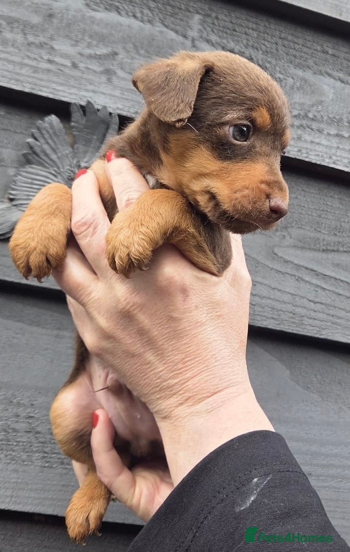 Mixed Breed dogs Beautiful Lakeland Terrier/Poodle Puppies - Advert 1