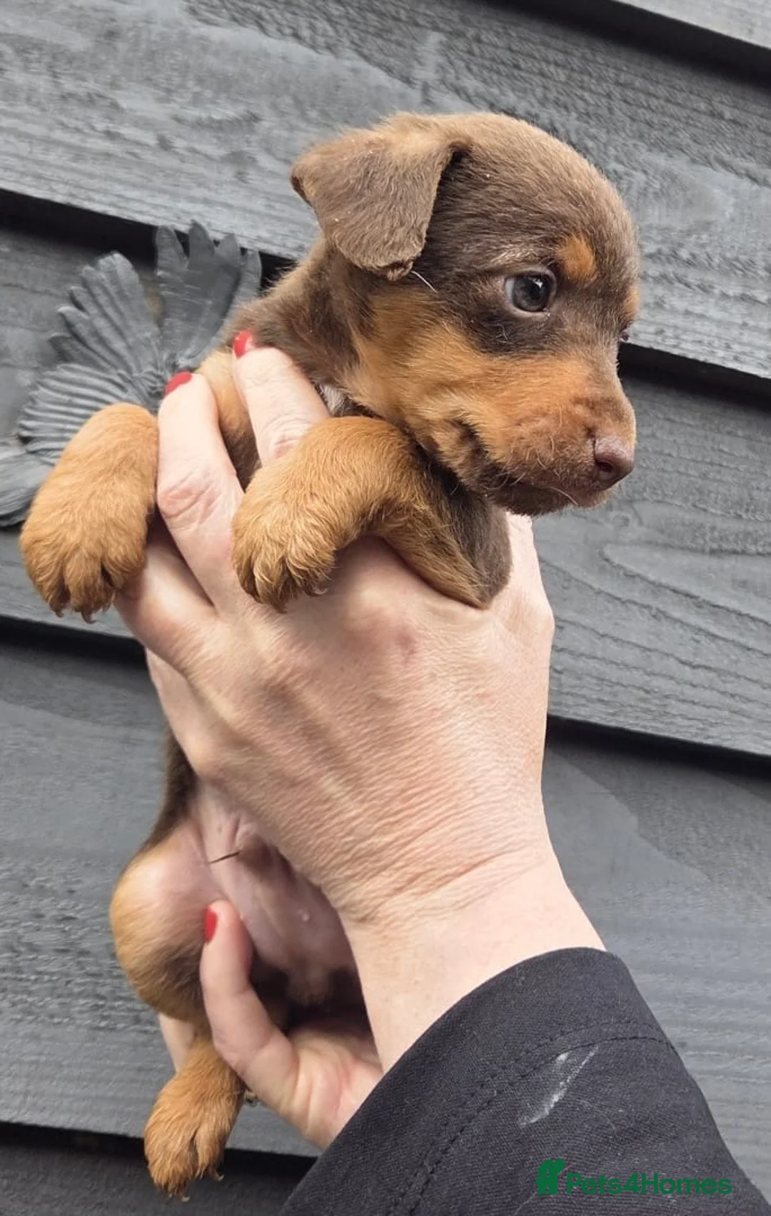 Mixed Breed dogs for sale: Stunning Lakeland Terrier/Poodle Puppies - Advert 1