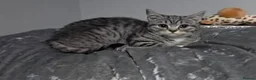 British Shorthair cats for sale: 3/4 British Short Haired Girls  - Advert 2