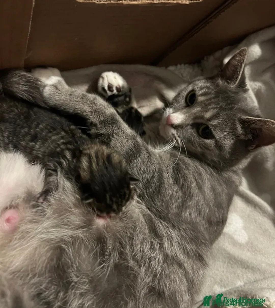 Mixed Breed cats for sale: 3 STUNNING GIRLS - Advert 20