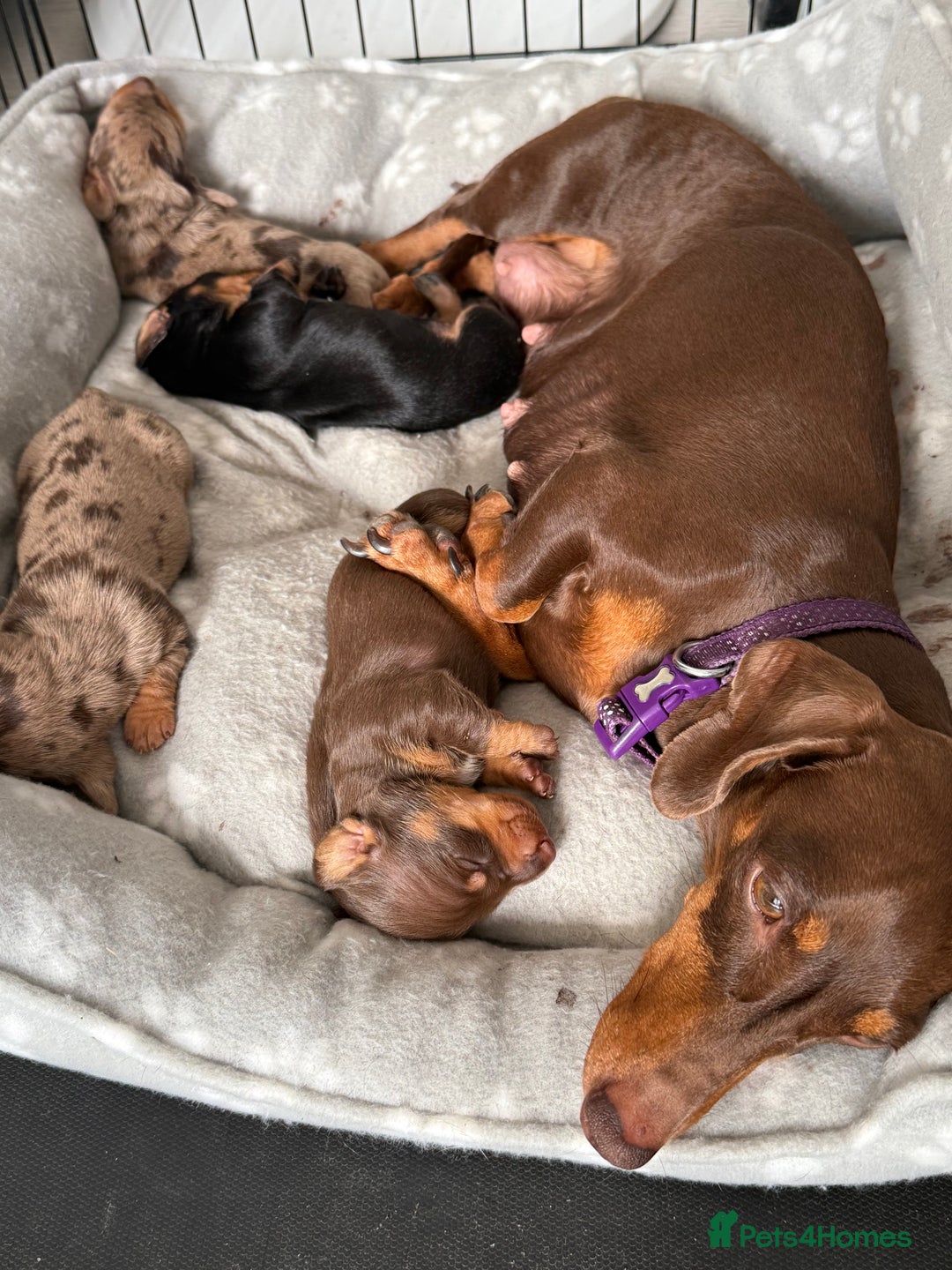 Miniature Dachshund dogs for sale: Miniature Dachshund  - Image 5