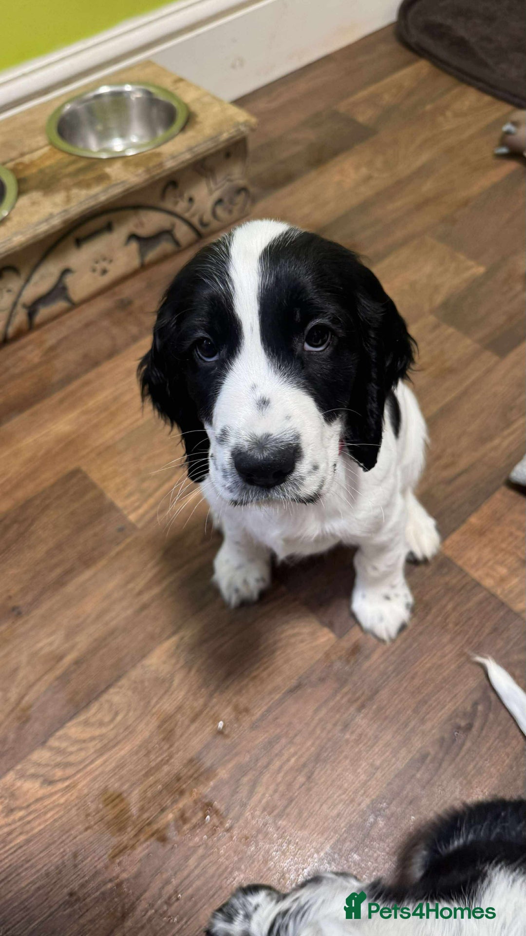 Cocker Spaniel dogs for sale: Our last pup - Ready now - KC Reg cocker spaniel! - Advert 32