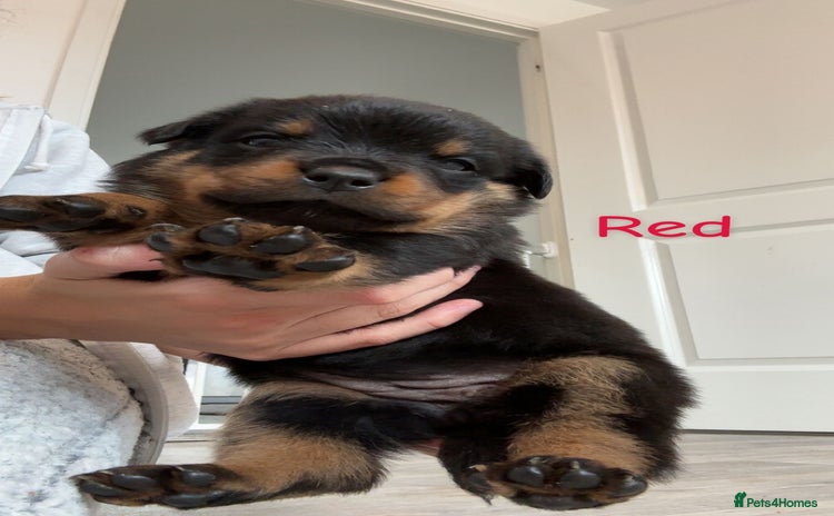 Rottweiler dogs - Advert 3