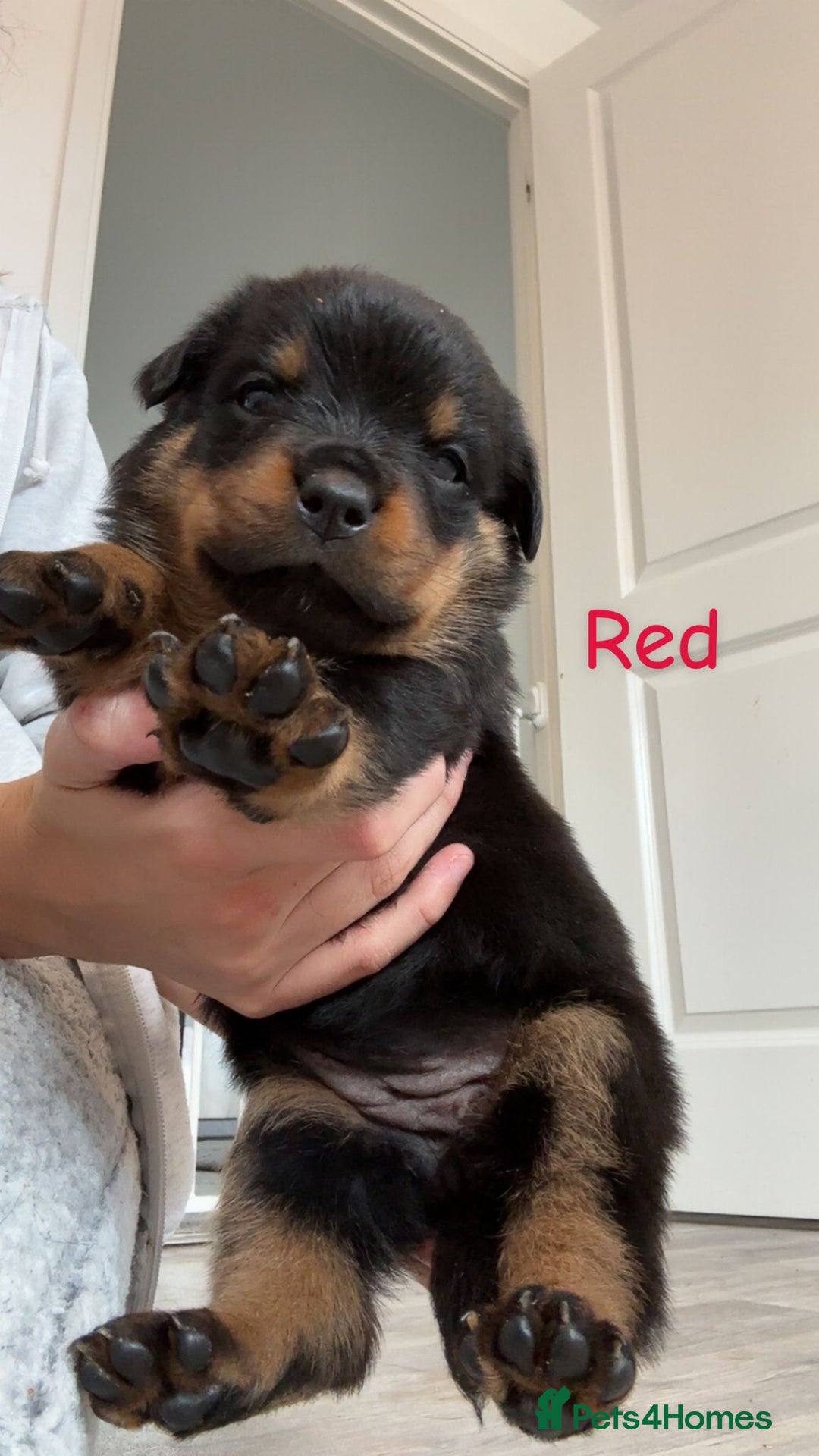 Rottweiler dogs for sale: Beautiful Baby Rottweiler puppies for sale  - Image 1