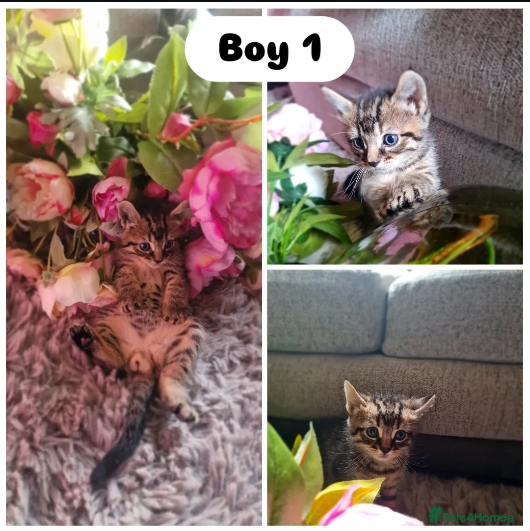Mixed Breed cats for sale: 3mixed breed kittens and 1 purebreed Bombay kitten - Advert 5