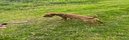 Mixed Breed dogs for sale: Male Lakeland  - Advert 3