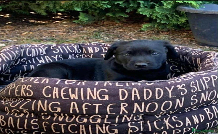 Labrador Retriever dogs - Advert 1