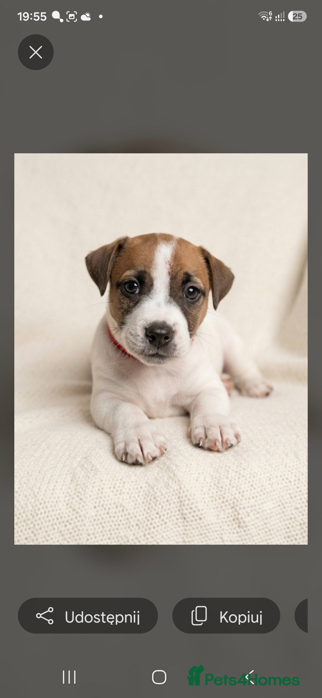 Jack Russell dogs Jack Russel puppies  - Advert 2