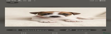 Jack Russell 2