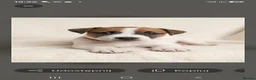 Jack Russell dogs for sale: Jack Russel puppies  - Advert 13