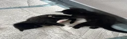 Mixed Breed cats for sale: Black and white kittens for sale - Advert 7