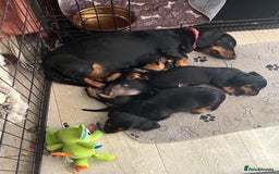 Miniature Dachshund dogs for sale: Beautiful Litter of Miniature Dachshunds - Image 4