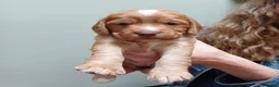 Cocker Spaniel dogs for sale: KC reg Working Cocker Spaniel Puppies  - Advert 14