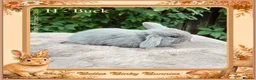 Mini Lop rabbits for sale: 🌻Beautiful Baby Mini Lops 🌻 Ready 5th & 11th Sep - Advert 13