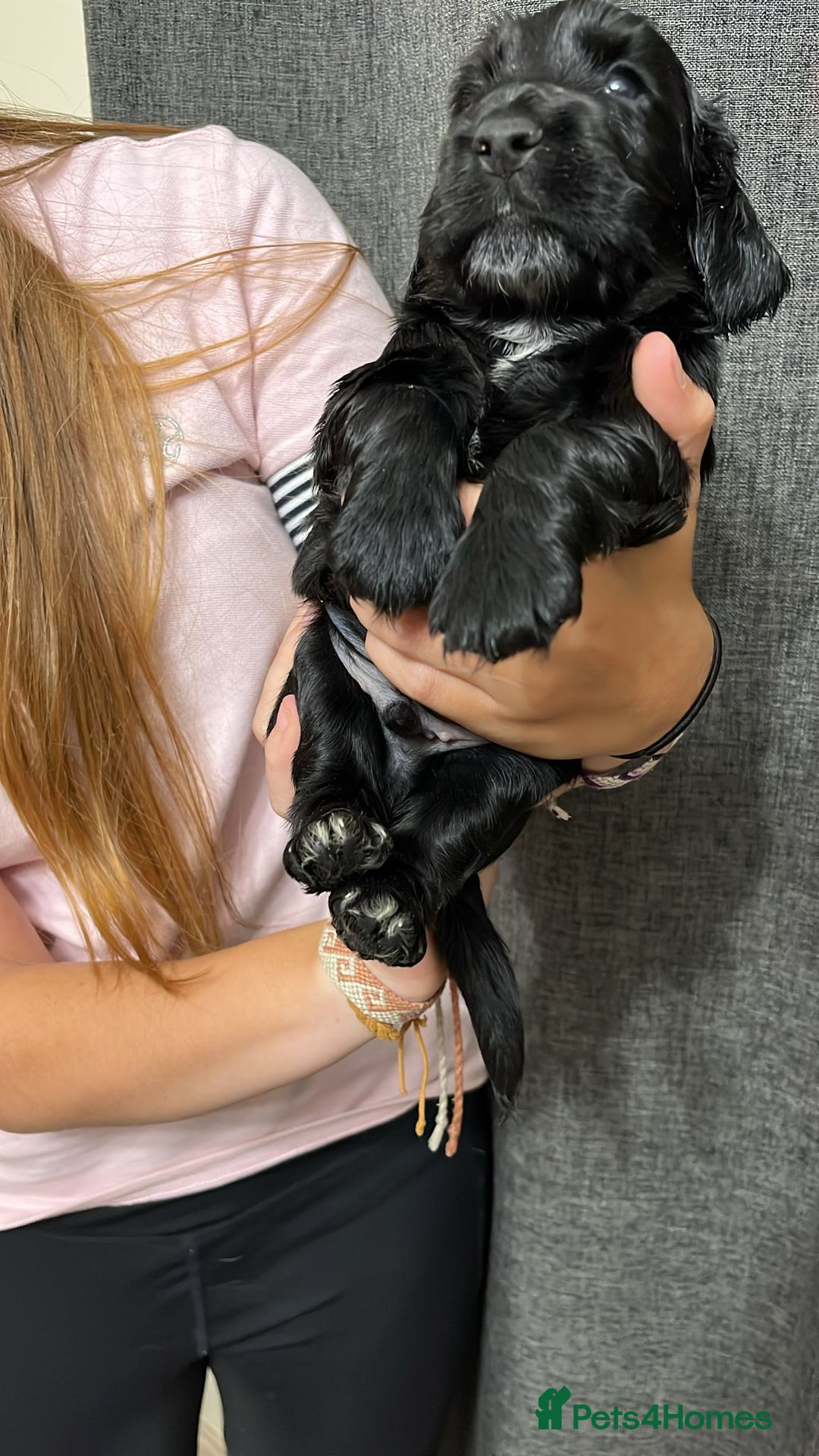 Cocker Spaniel dogs for sale: Stunning KC Reg Cocker Spaniel Pups Choco/Black - Image 32