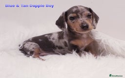 Miniature Dachshund dogs for sale: 5* Licensed, PRA CLEAR KC Mini Daxi's - Image 7