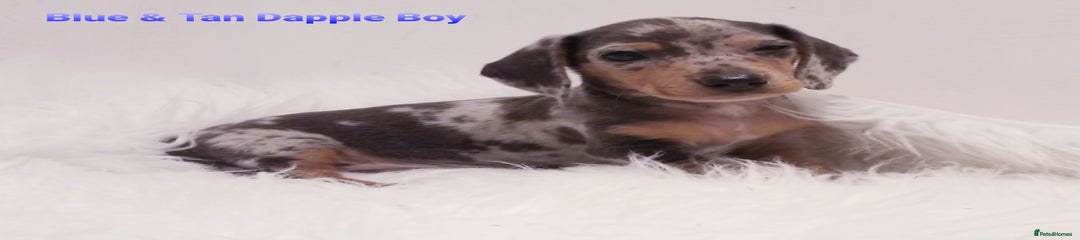 Miniature Dachshund Puppy 3