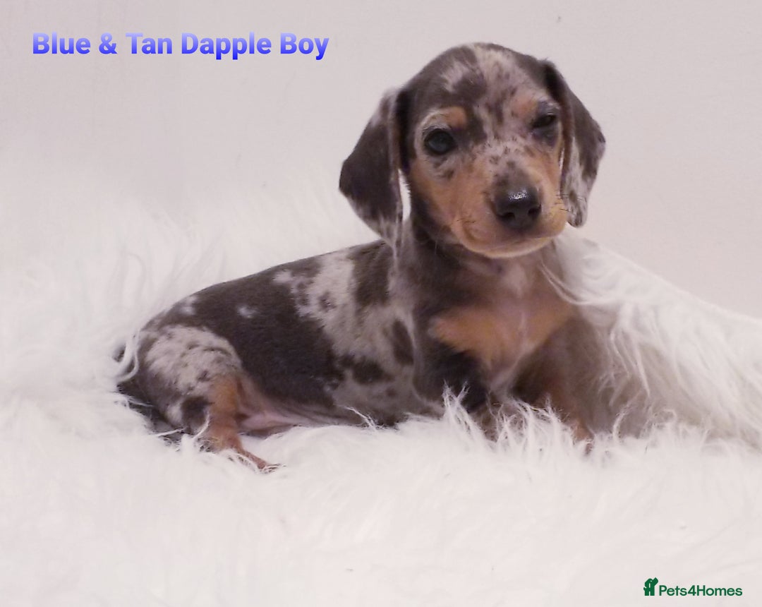 Miniature Dachshund dogs for sale: 5* Licensed, PRA CLEAR KC Mini Daxi's - Image 7