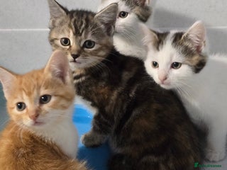 Mixed Breed cats Gorgeous Kittens ready now!!! - Advert 1