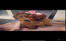 Cavapoo dogs for sale: RUBY ROSE - Cavapoo f1 ruby red - Image 2