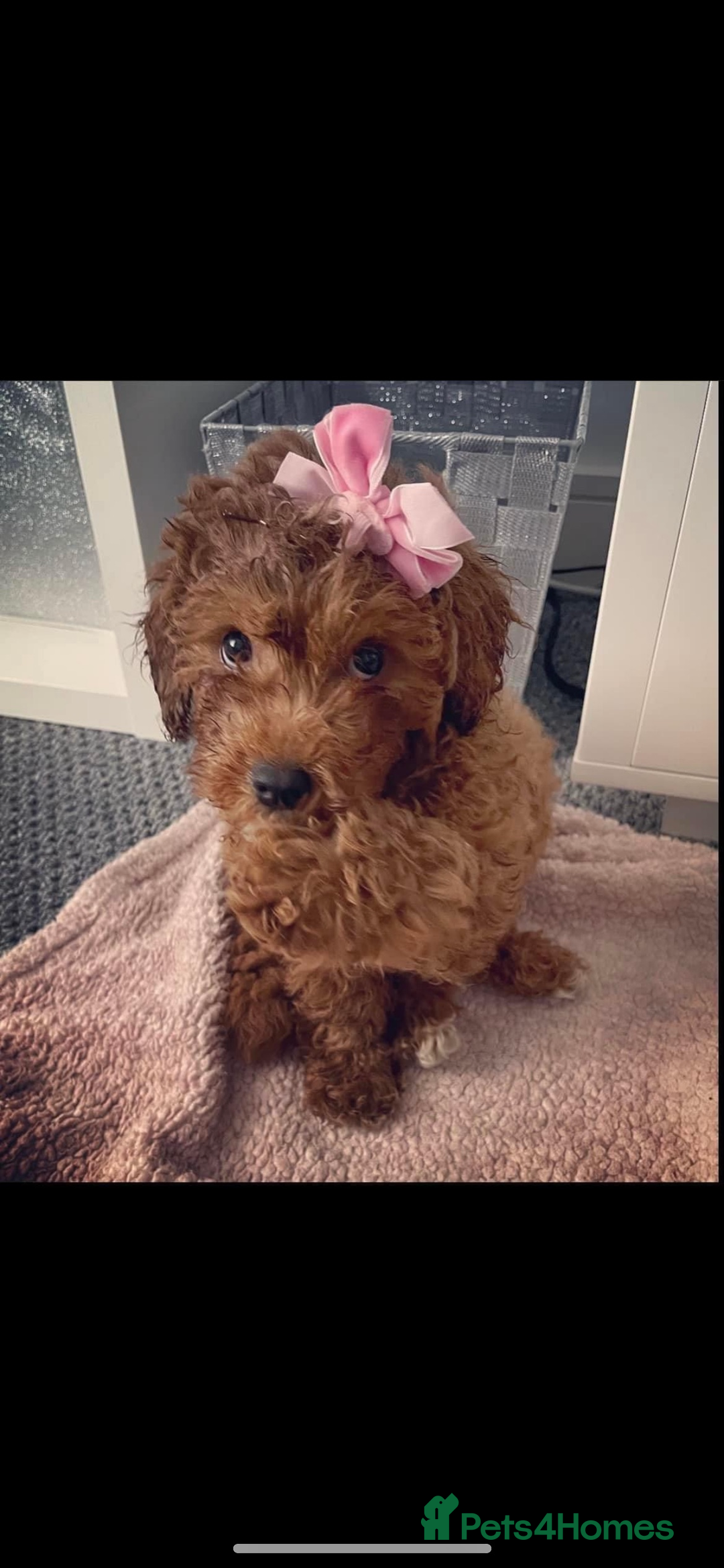 Cavapoo dogs for sale: RUBY ROSE - Cavapoo f1 ruby red - Image 2