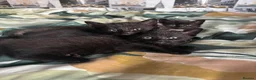British Shorthair cats for sale: 3 black female kittens  - Advert 4